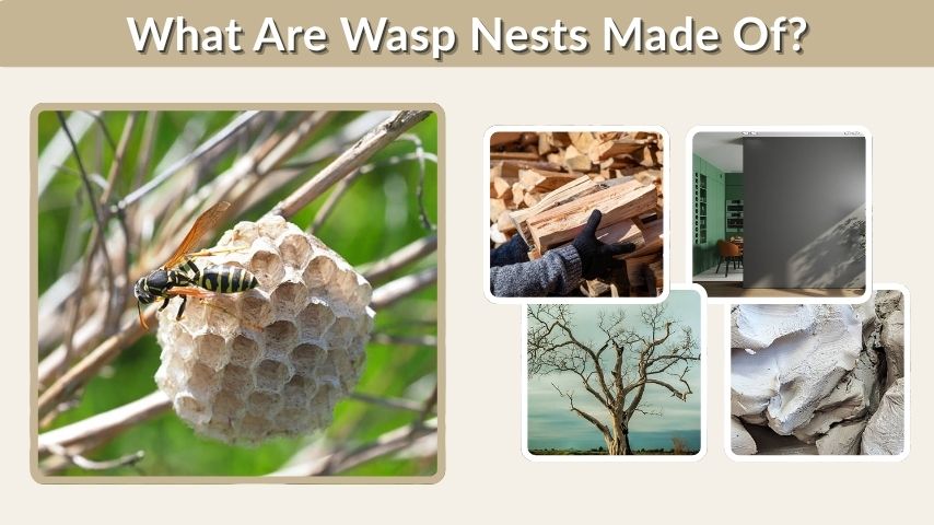 What Are Wasp Nests Made Of? Materials, Structure & Facts