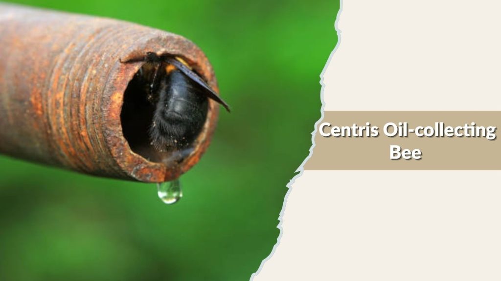 Centris Oil-collecting Bee