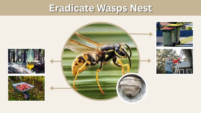 Eradicate Wasps Nest: Safety and Removal Guide