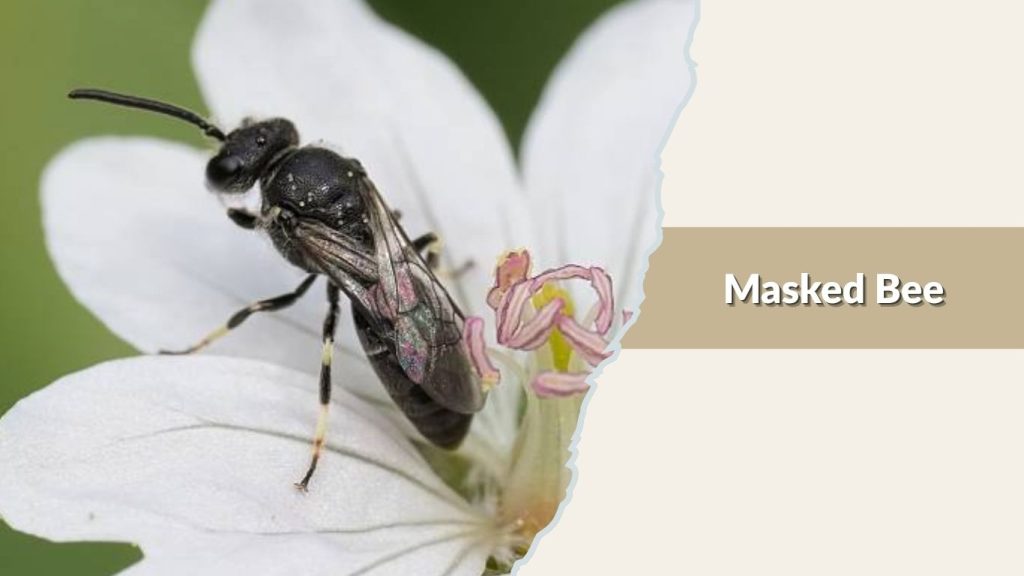  Masked Bee