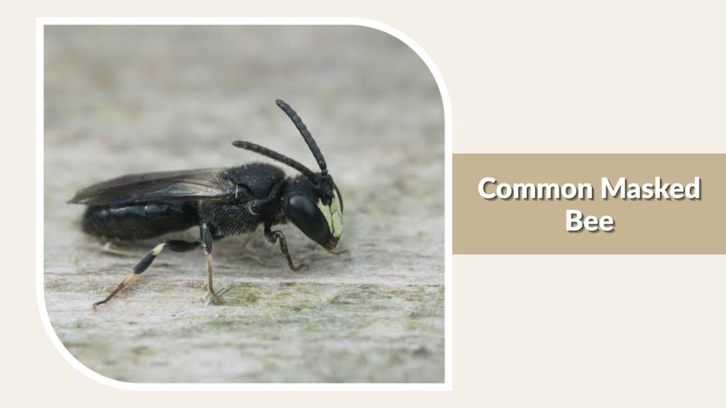 Common Masked Bee