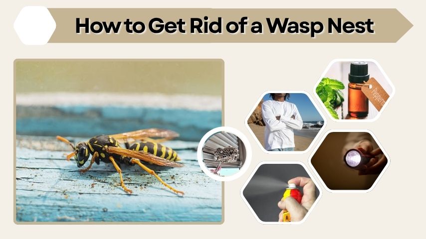 How to Get Rid of a Wasp Nest Safely and Fast