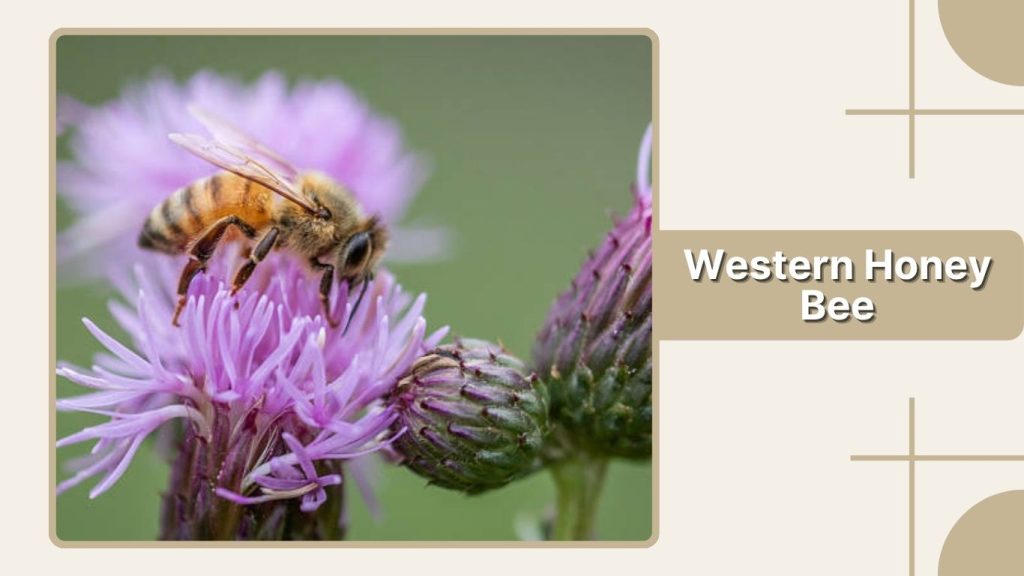 Western Honey Bee