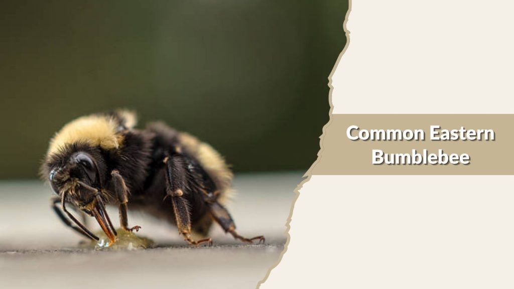 Common Eastern Bumblebee
