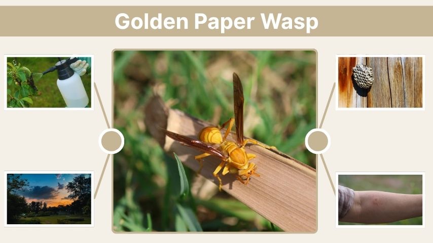 Golden Paper Wasp: Identification, Sting, Nest & Removal Guide