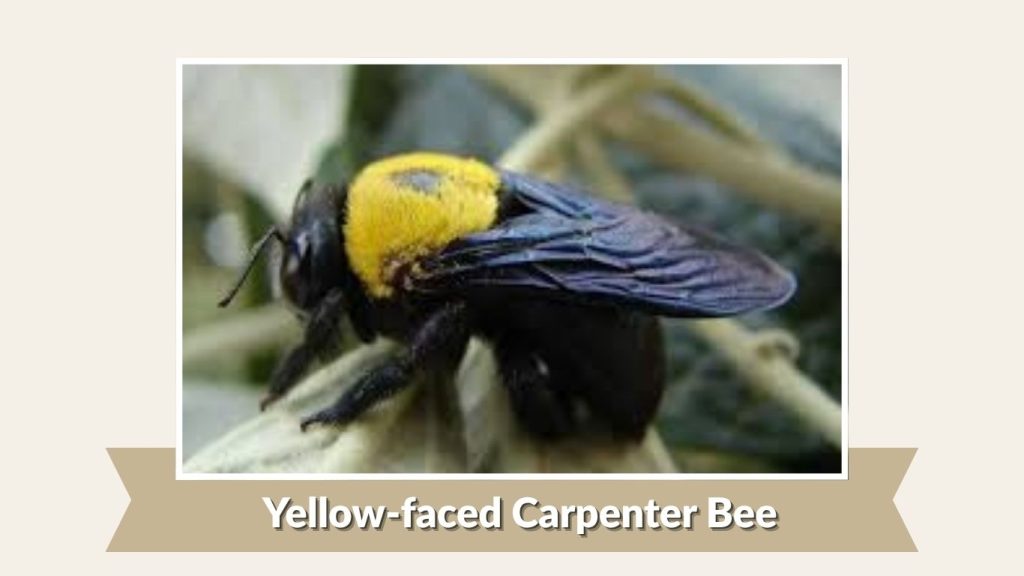 Yellow-faced Carpenter Bee