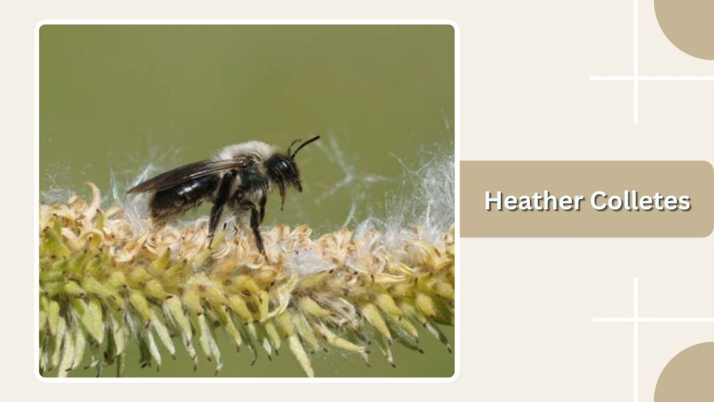 Heather Colletes