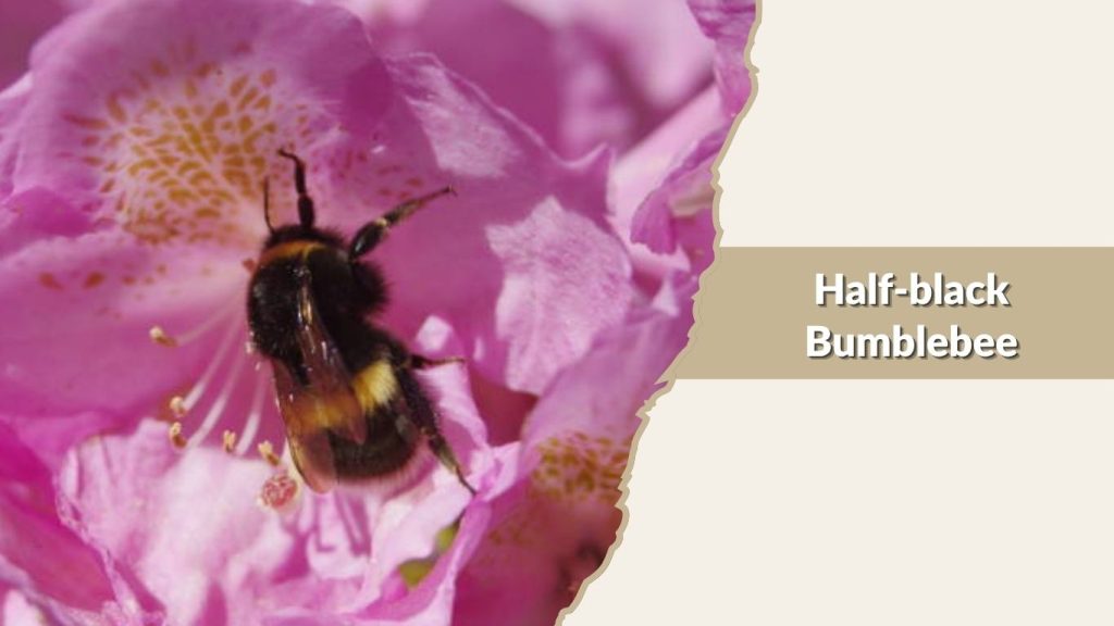 Half-black Bumblebee