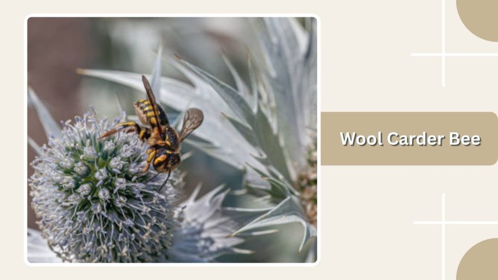 Wool Carder Bee