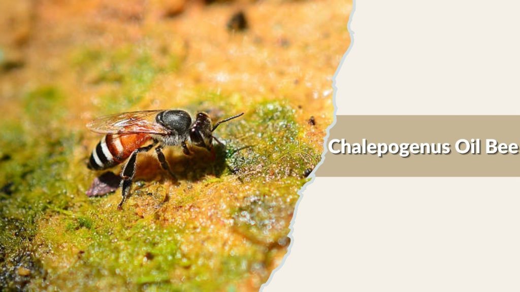 Chalepogenus Oil Bee