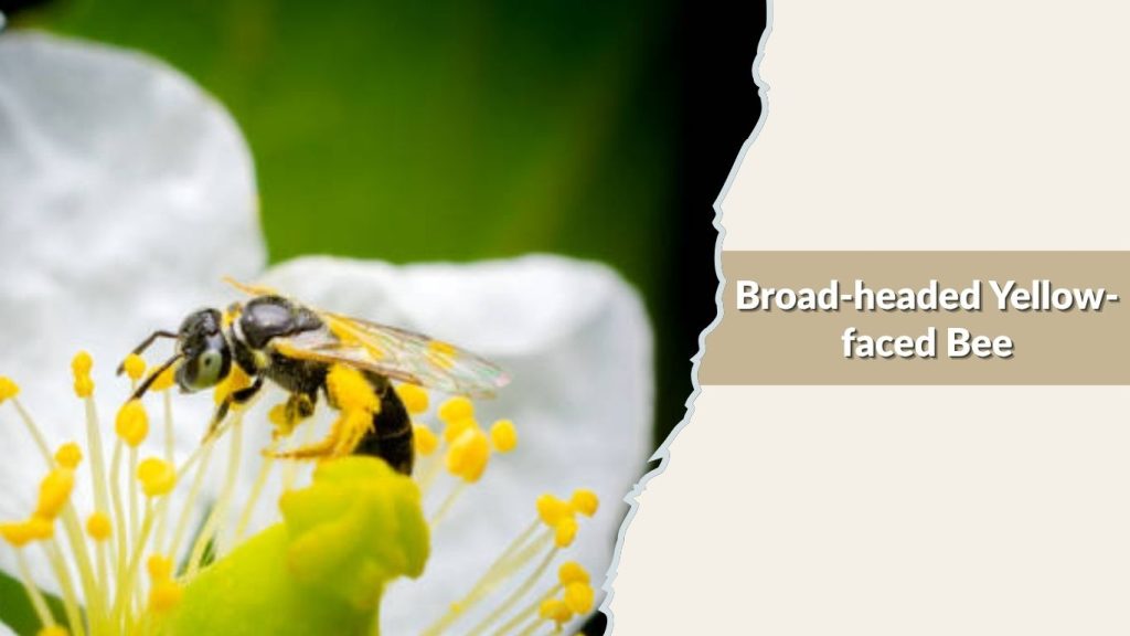 Broad-headed Yellow-faced Bee
