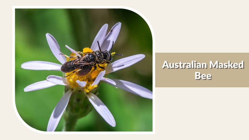 Australian Masked Bee