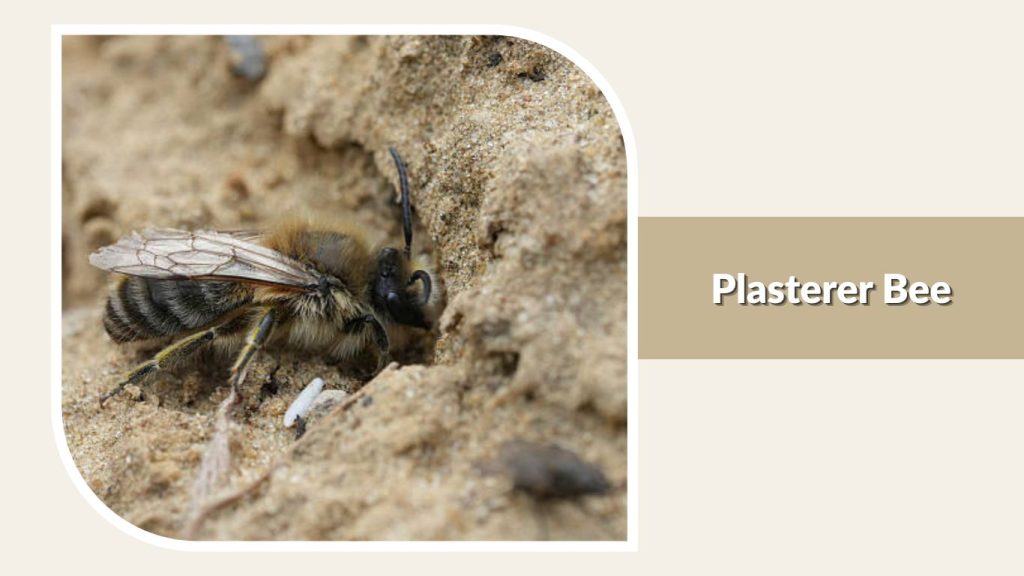 Plasterer Bee