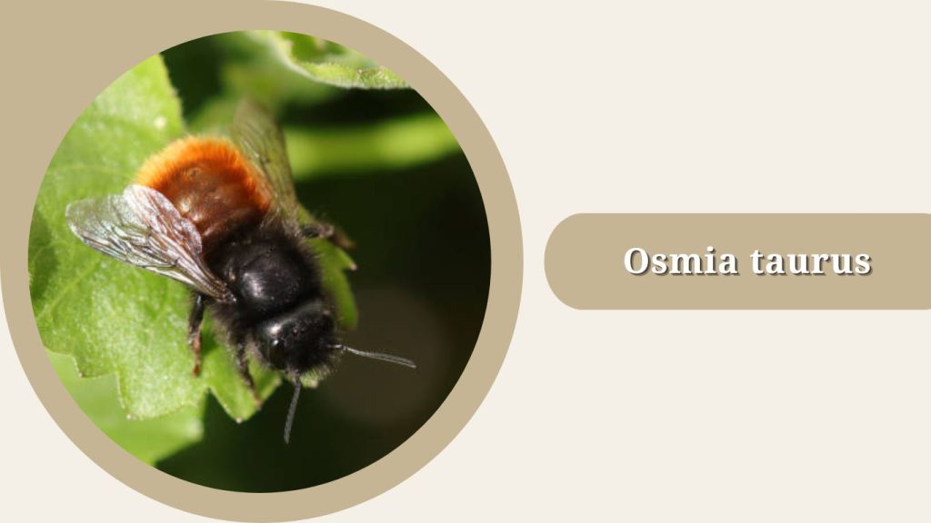 Osmia taurus
