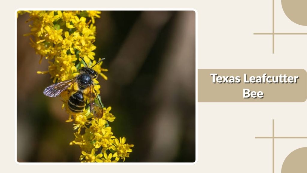 Texas Leafcutter Bee