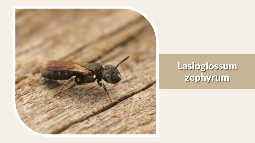 Lasioglossum zephyrum