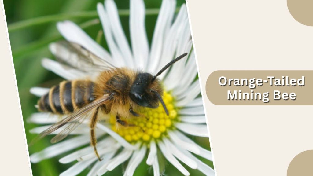 Orange-Tailed Mining Bee