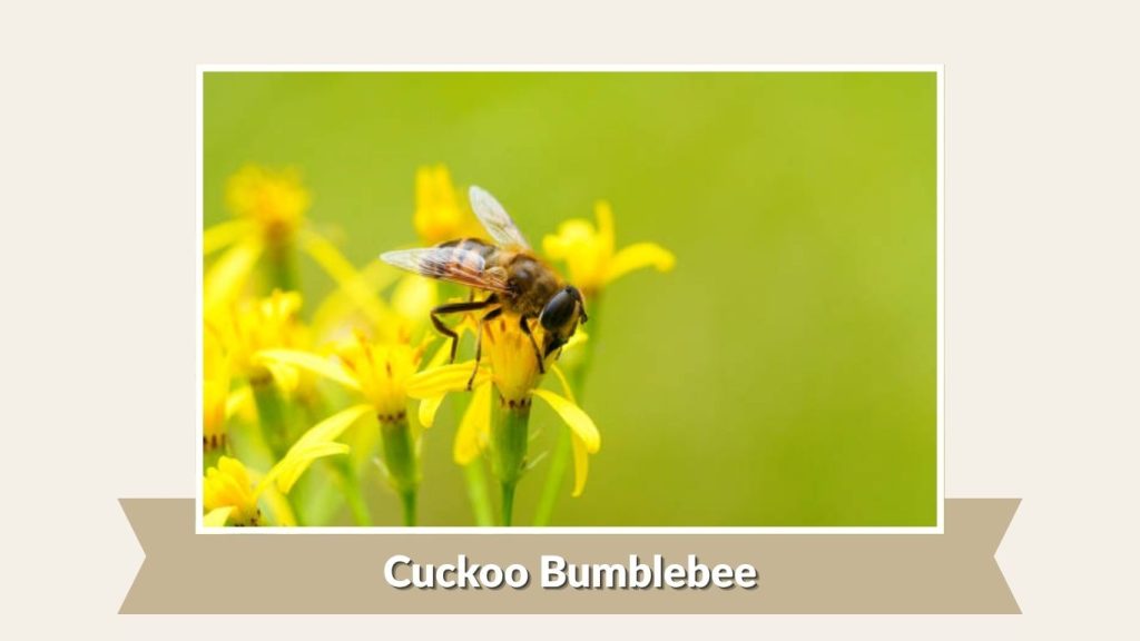 Cuckoo Bumblebee