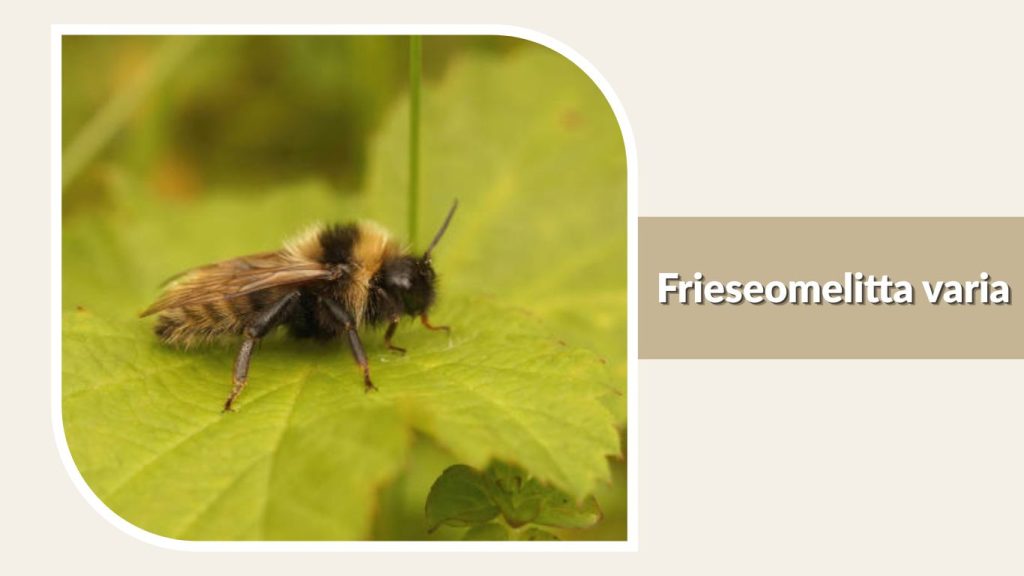 Frieseomelitta varia