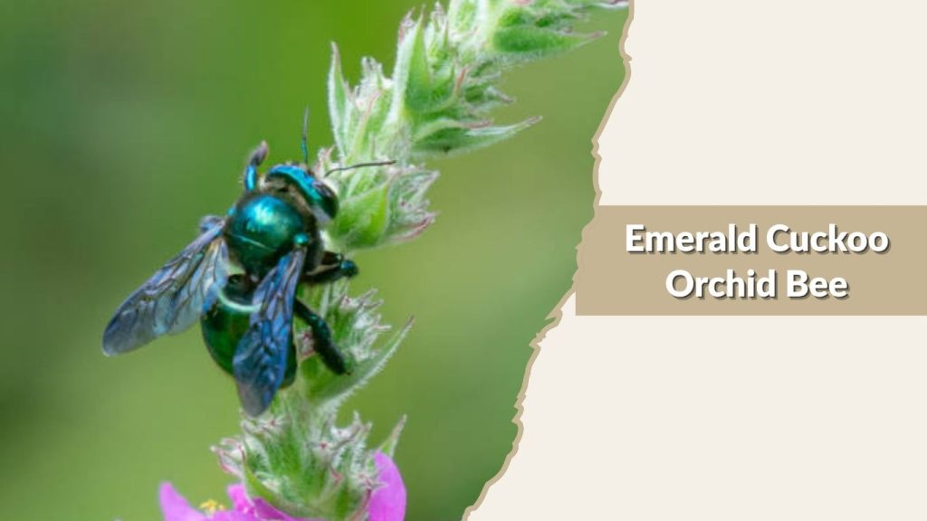  Emerald Cuckoo Orchid Bee