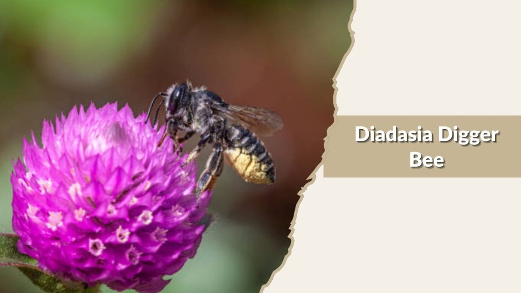 Diadasia Digger Bee
