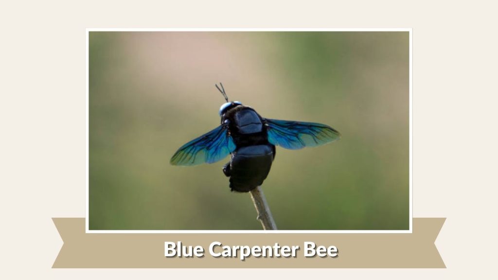 Blue Carpenter Bee