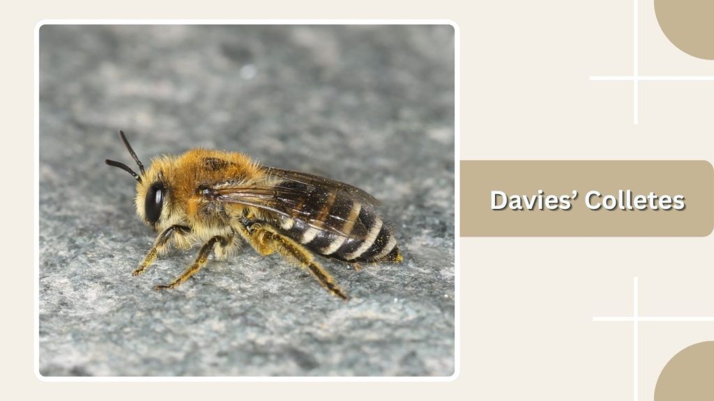 Davies’ Colletes