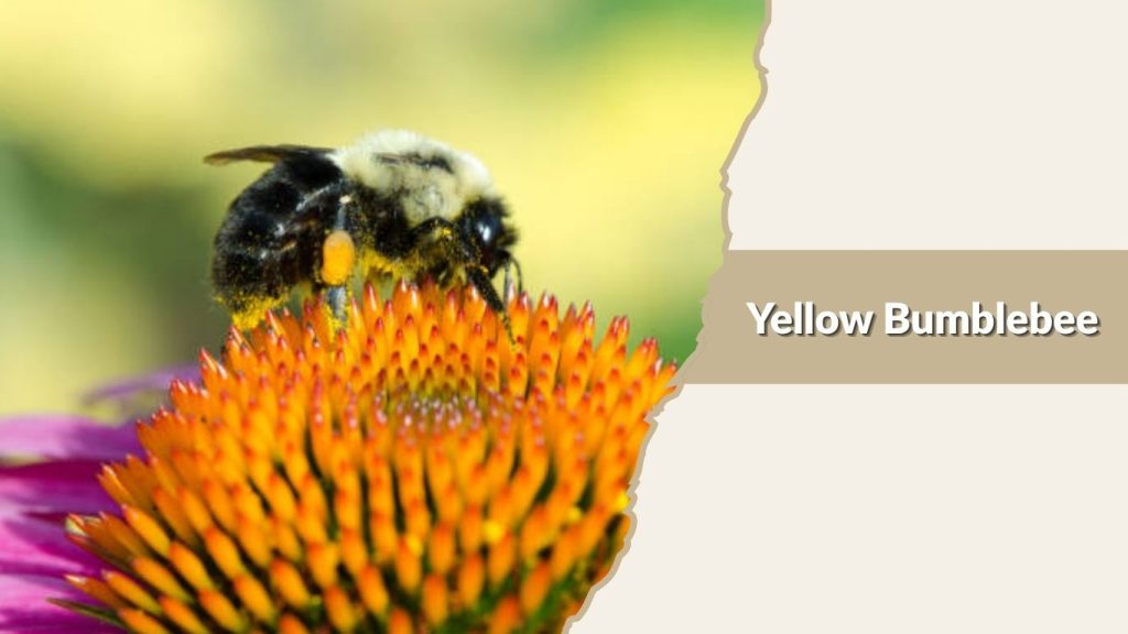 Yellow Bumblebee