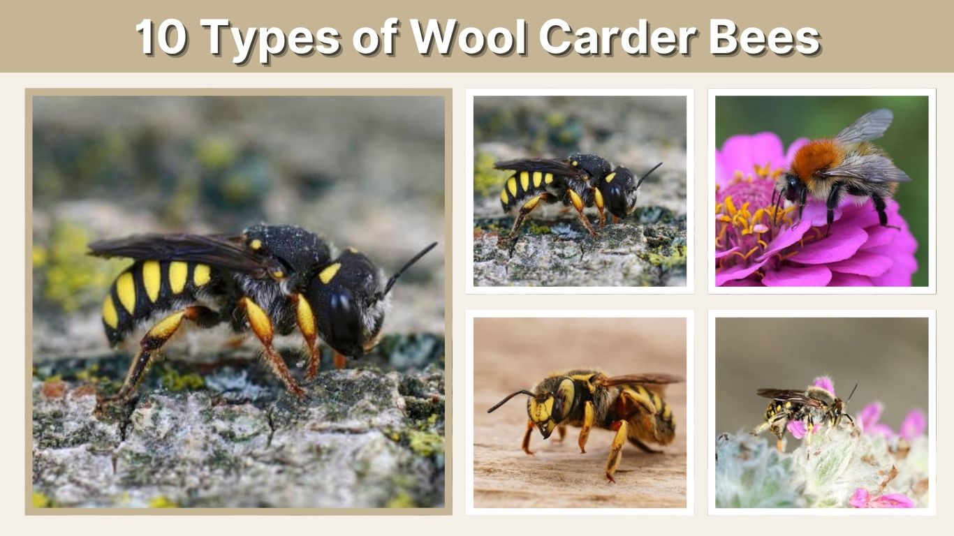 10 Types of Wool Carder Bees: Identification with Pictures