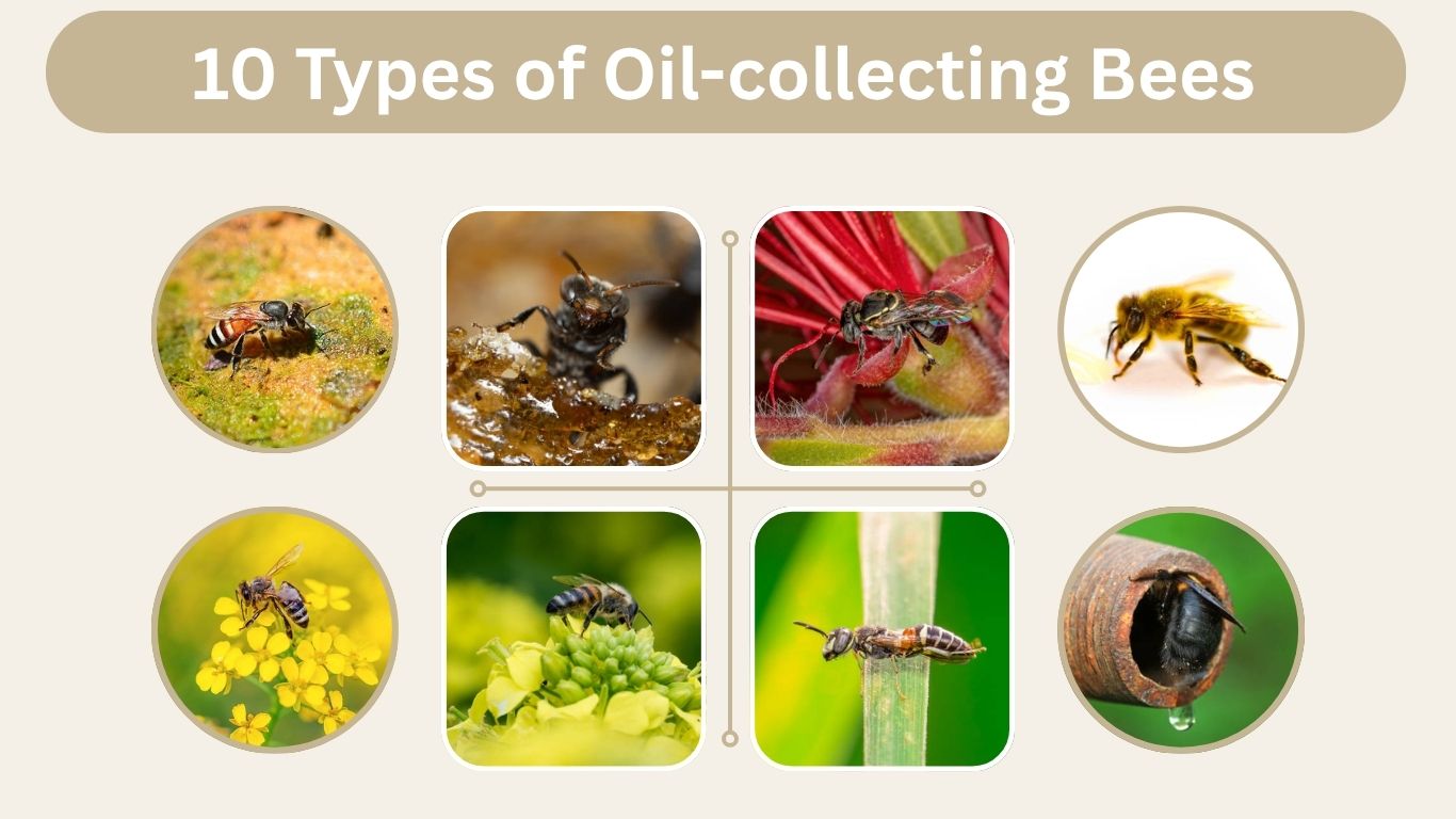 10 Types of Oil-collecting Bees: Identification with Pictures