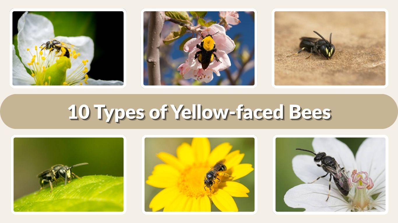 10 Types of Yellow-faced Bees: Identification and Pictures
