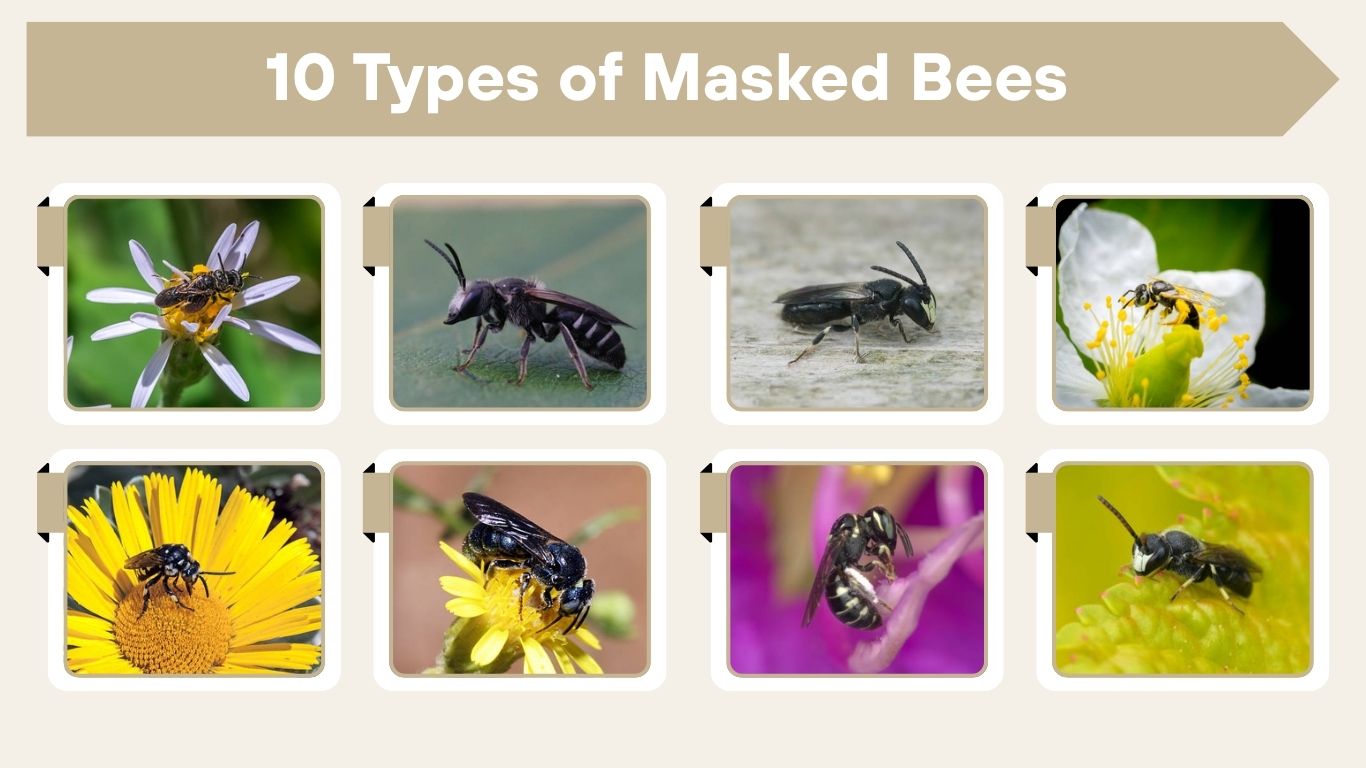 10 Types of Masked Bees: Identification with Pictures
