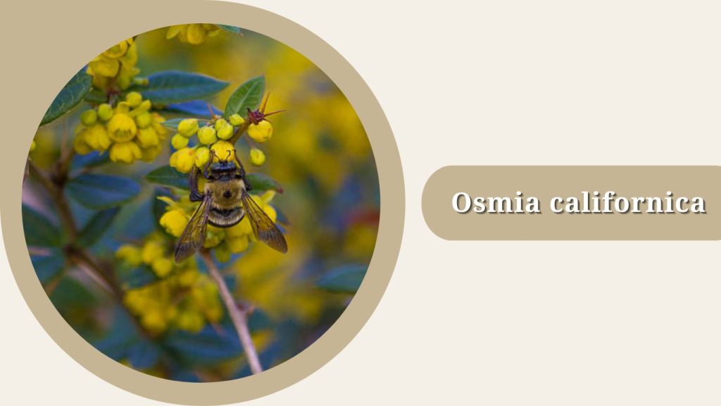 Osmia californica