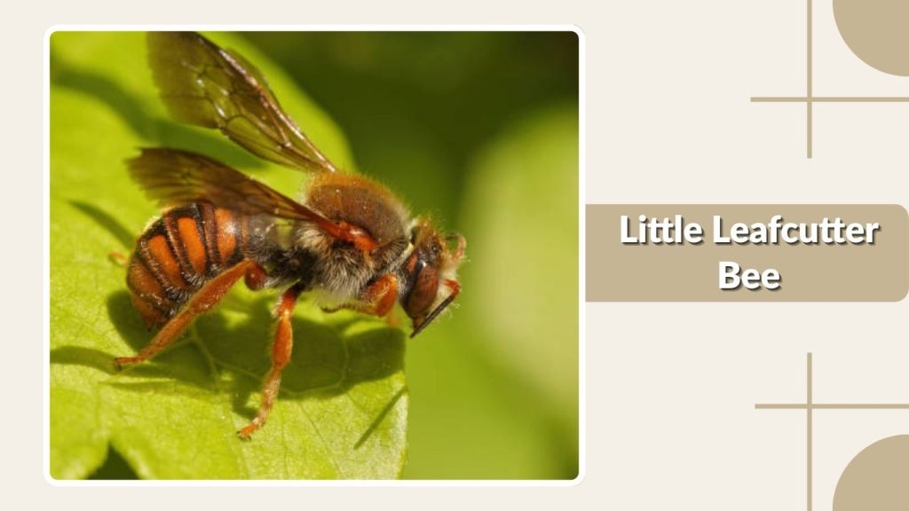 Little Leafcutter Bee