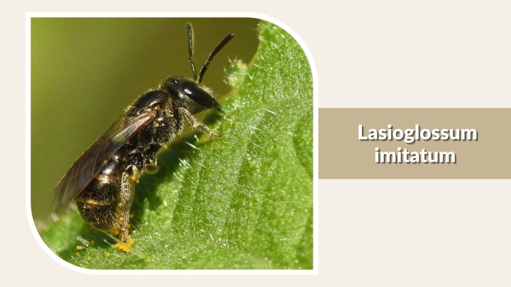  Lasioglossum imitatum
