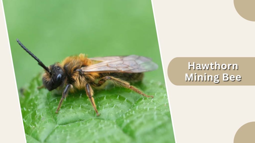 Hawthorn Mining Bee