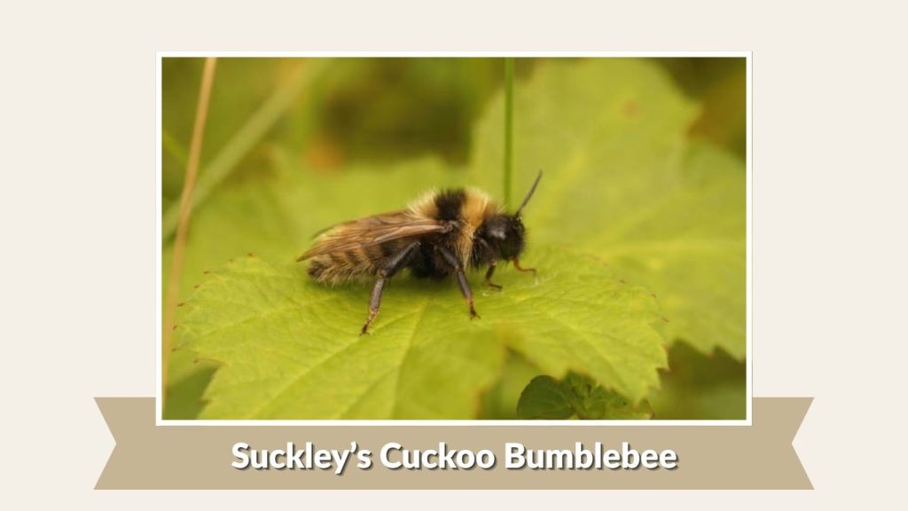 Suckley’s Cuckoo Bumblebee