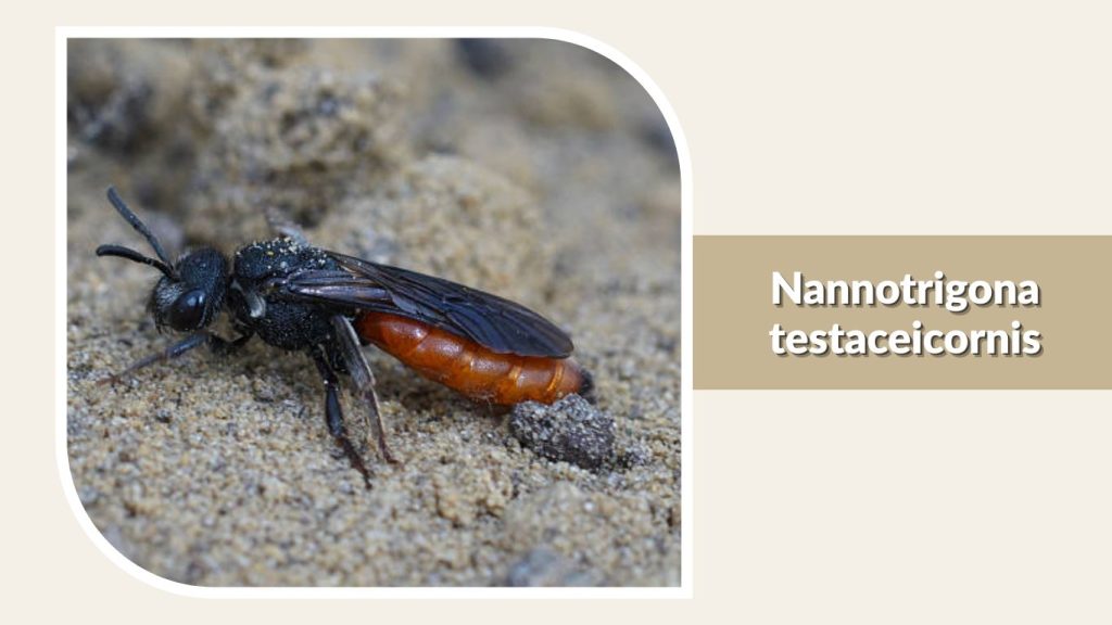 Nannotrigona testaceicornis