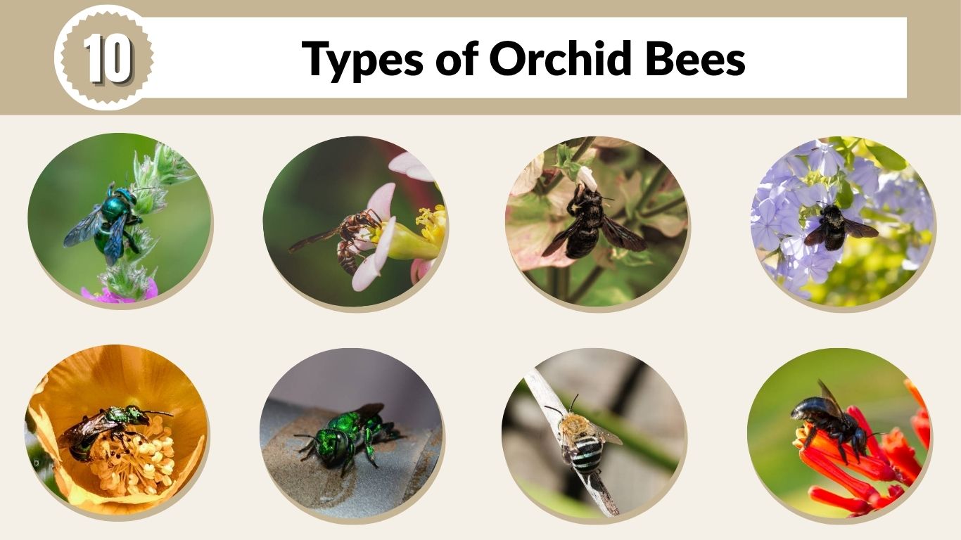 10 Types of Orchid Bees: Identification with Pictures