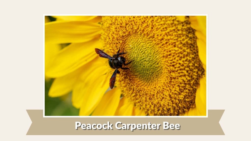 Peacock Carpenter Bee
