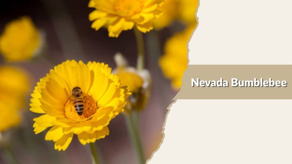 Nevada Bumblebee