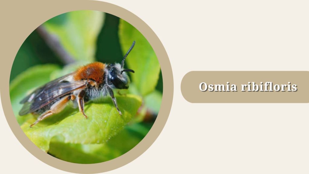 Osmia ribifloris