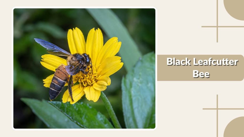 Black Leafcutter Bee