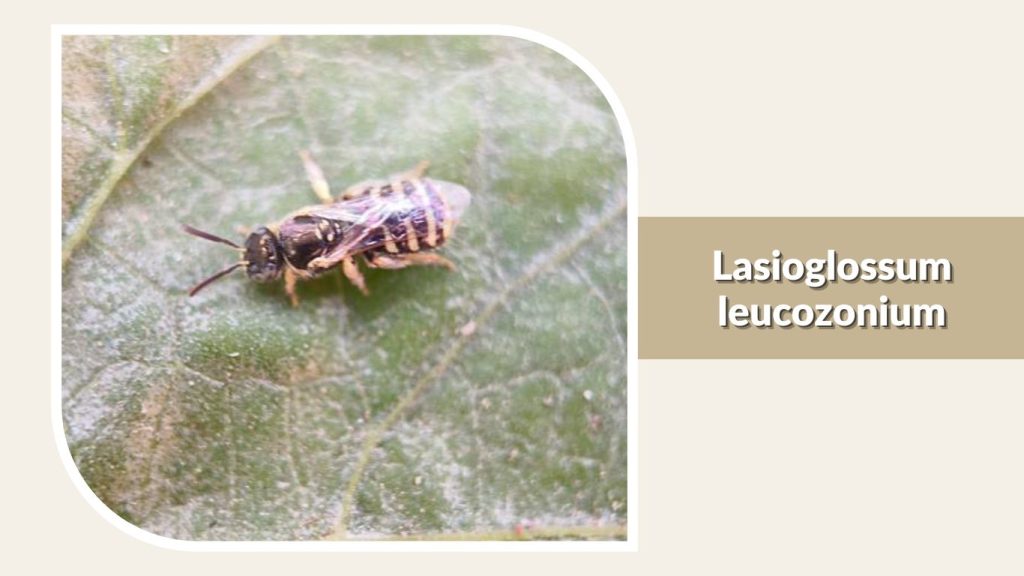 Lasioglossum leucozonium