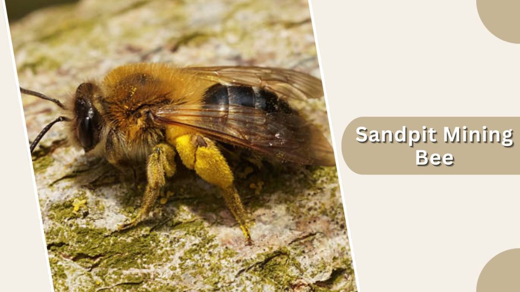 Sandpit Mining Bee