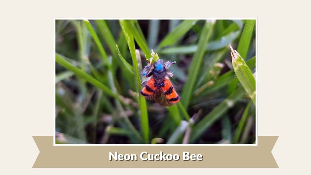 Neon Cuckoo Bee