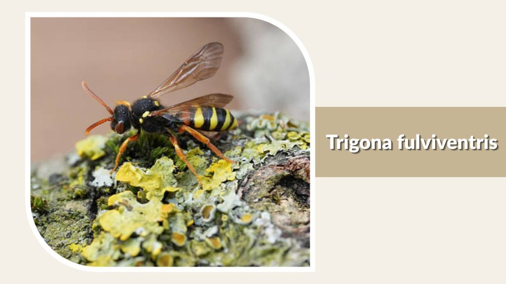 Trigona fulviventris
