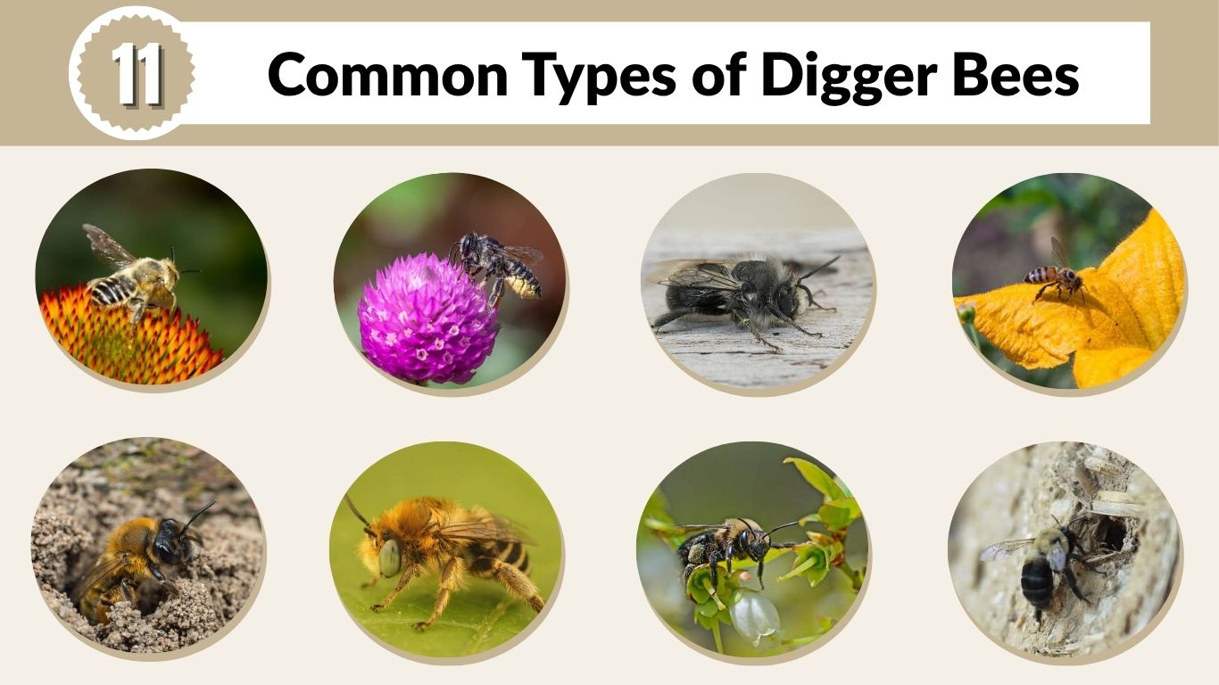 11 Common Types of Digger Bees: Identification with Pictures