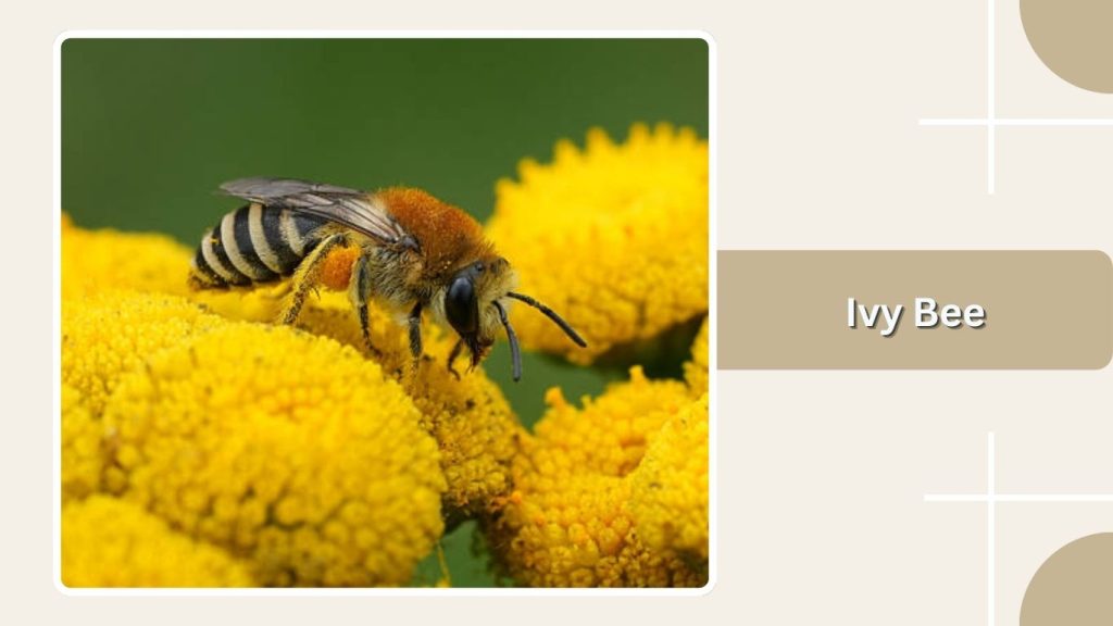 Ivy Bee