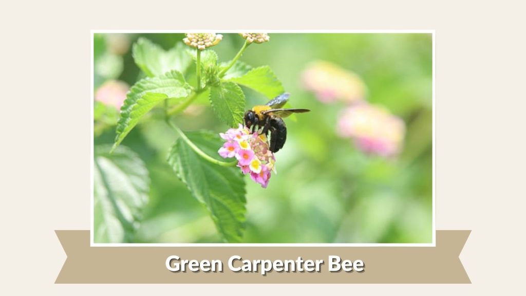 Green Carpenter Bee